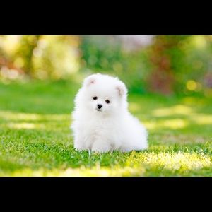 Meet your Posher, Esther